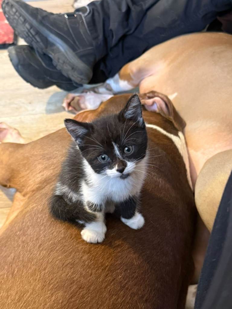 1 female kitten