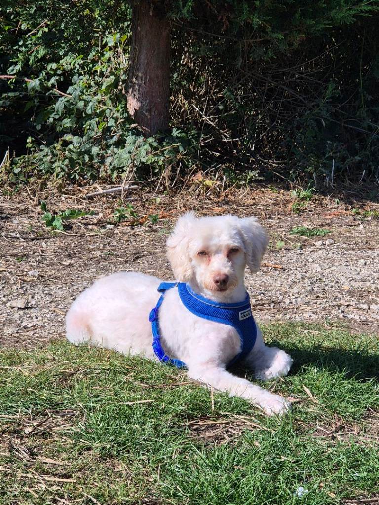 Gorgeous Cockapoo For Sale