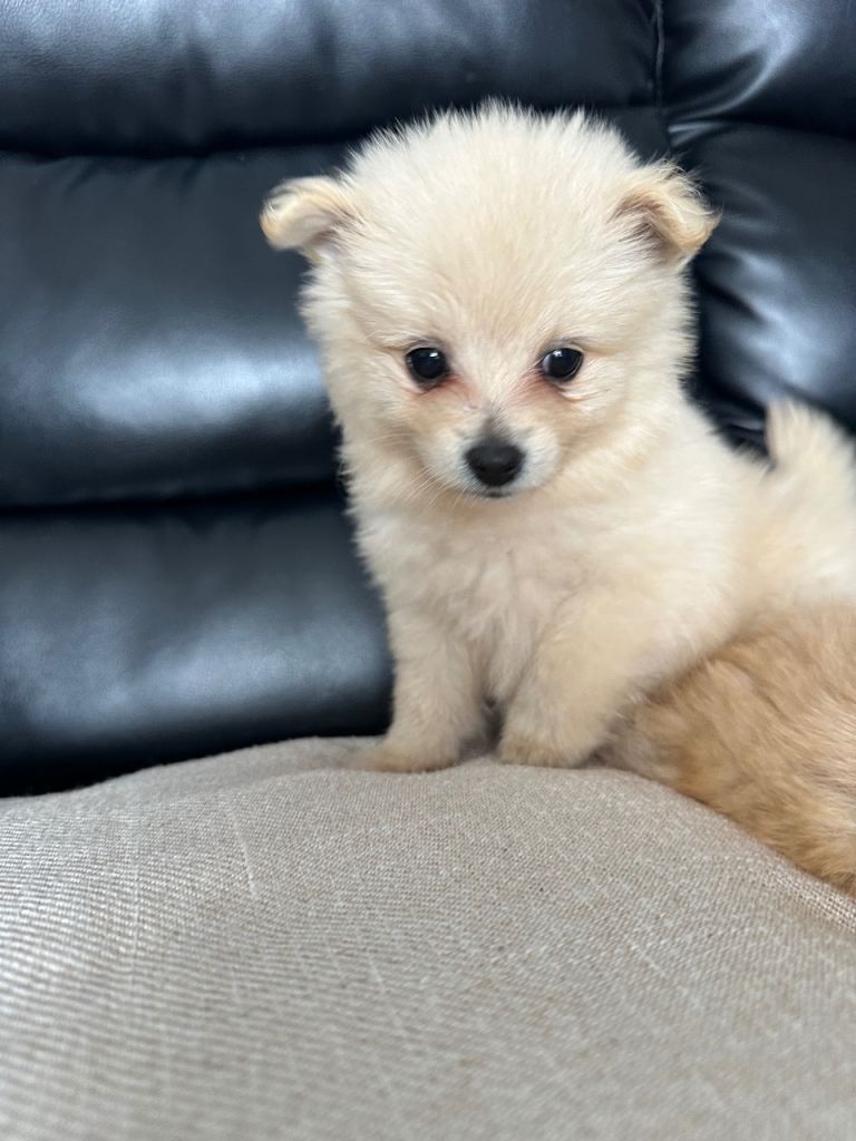 Three beautiful Pomeranian puppies