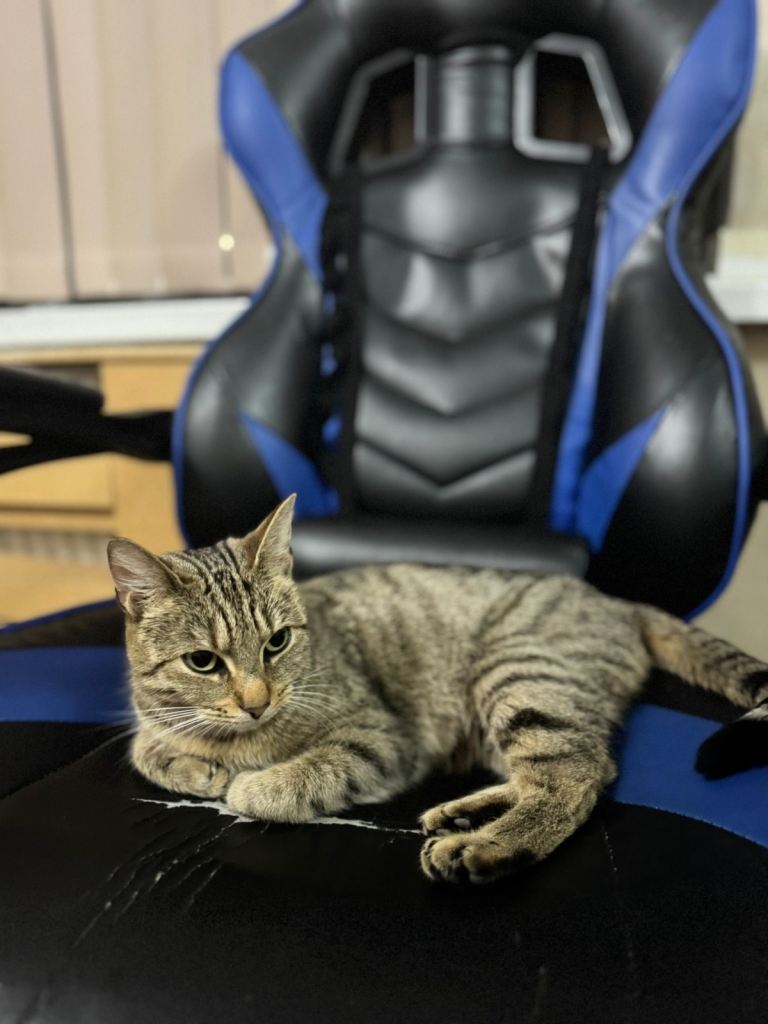 Gorgeous relaxed Bengal