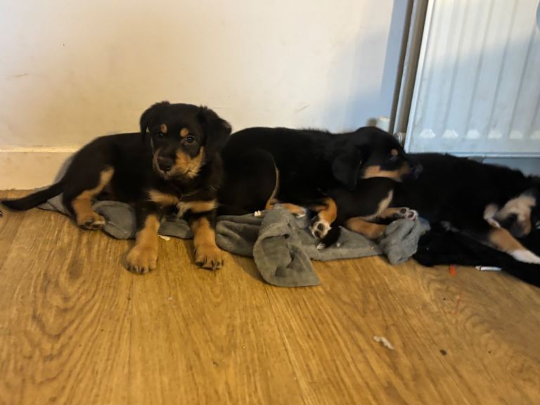 Collie x New Zealand huntaway puppies 