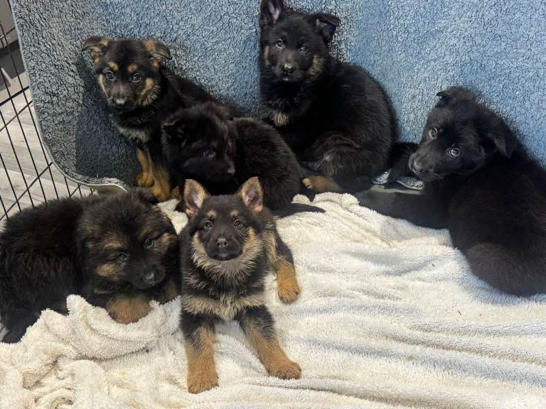 German shepherd puppys