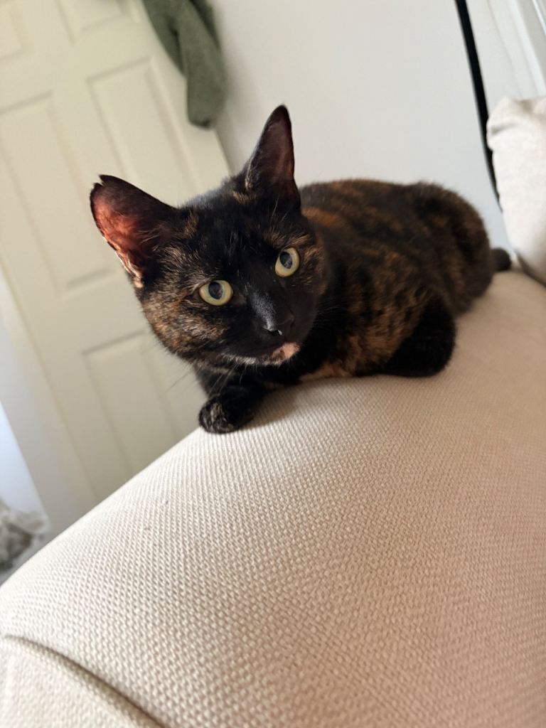 2 year old cat for sale