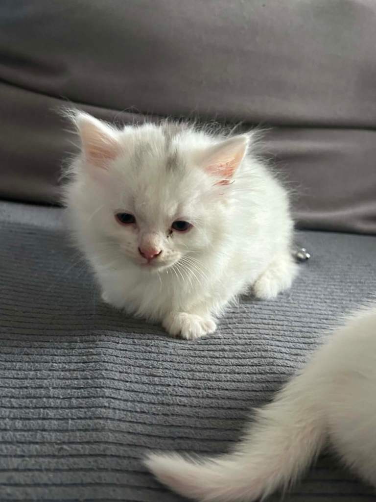 5 kittens for sale