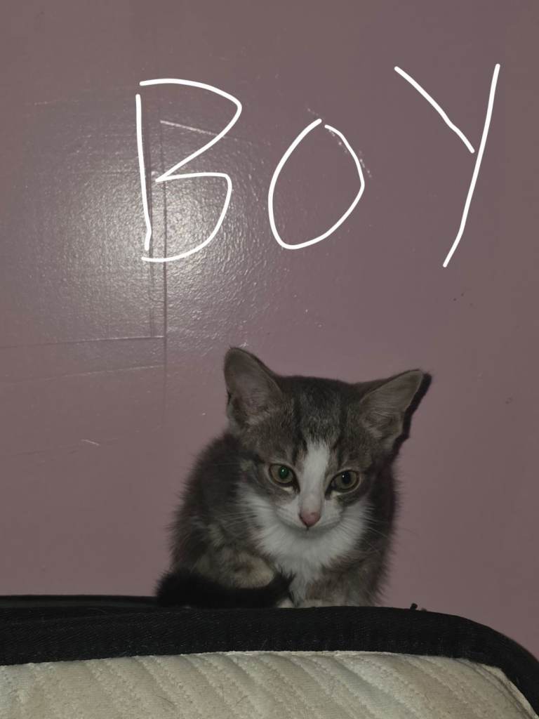 Kittens