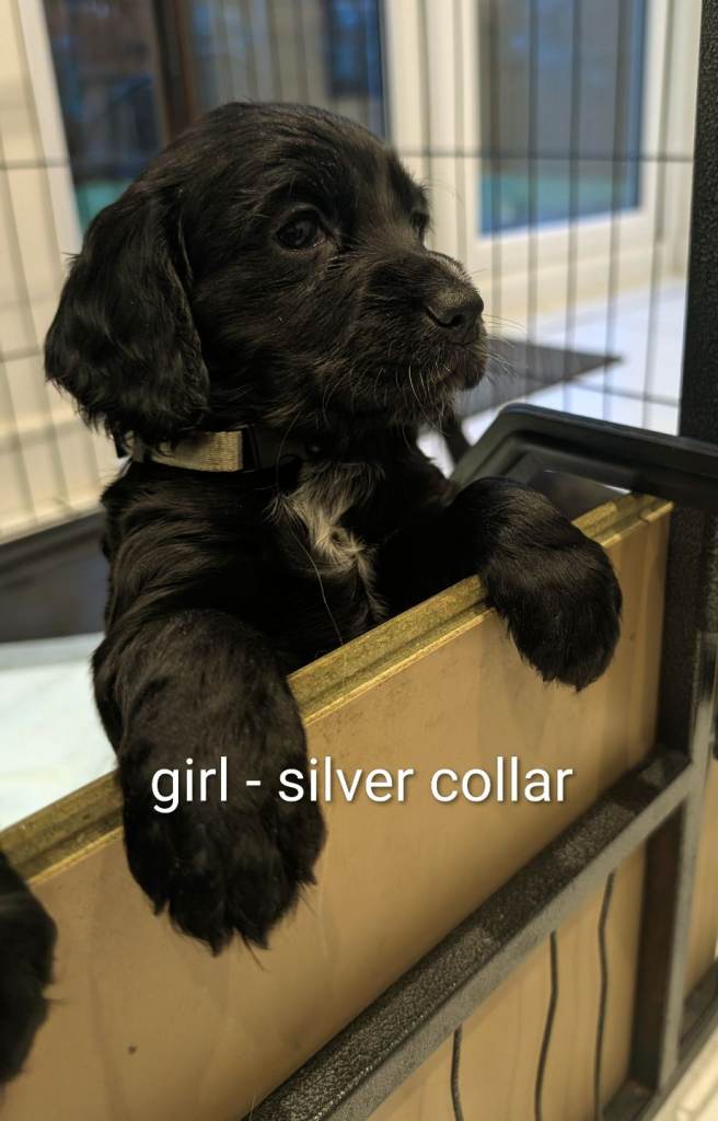 Cocker spaniels for sale 