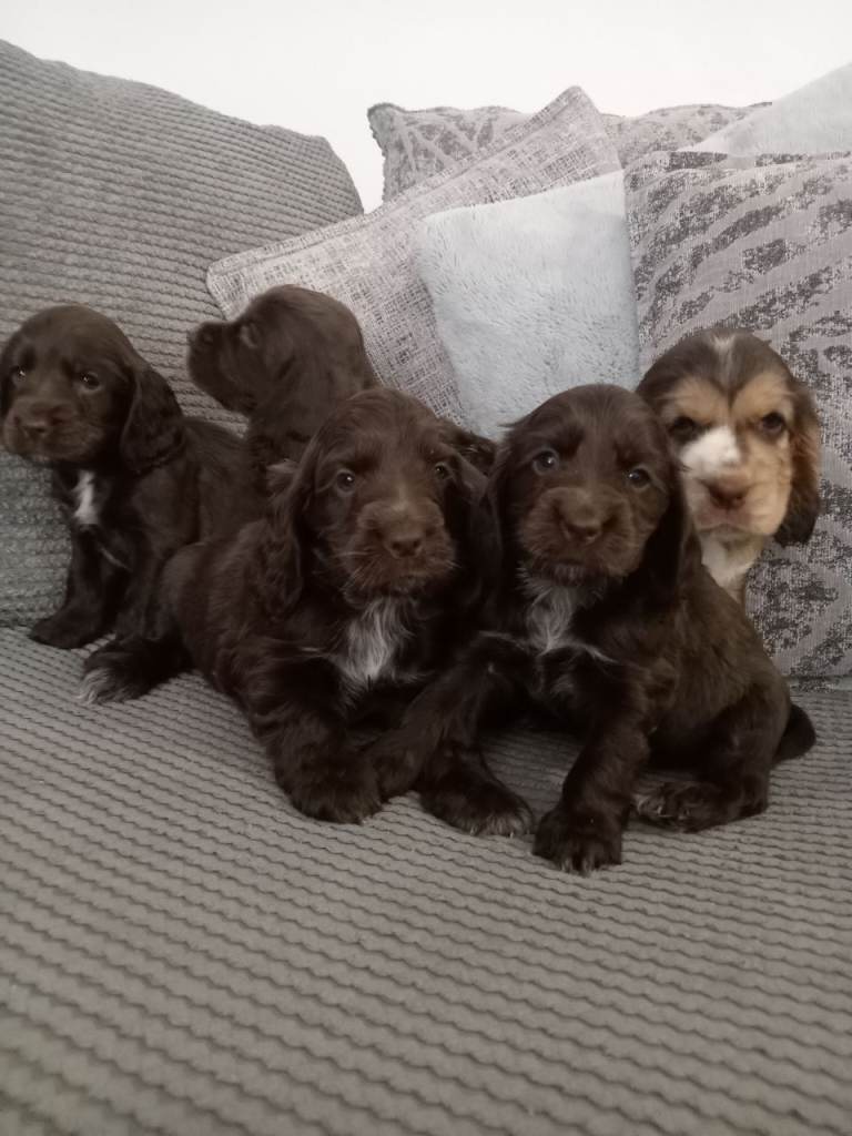 ❤️ 🐶 KC Registered Show Type Cocker Puppies🐶❤️ 