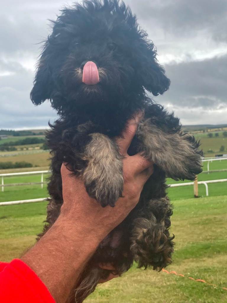 Merle Cockapoo Puppies