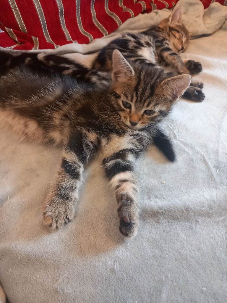 Bengal kittens 