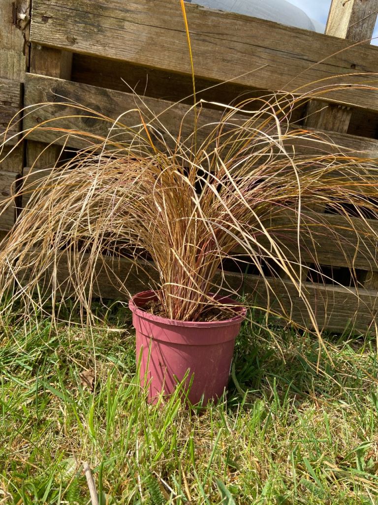 Bronze ornamental grasses- approx 25cm tall