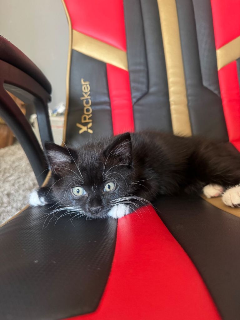 1 Black and White Kittens