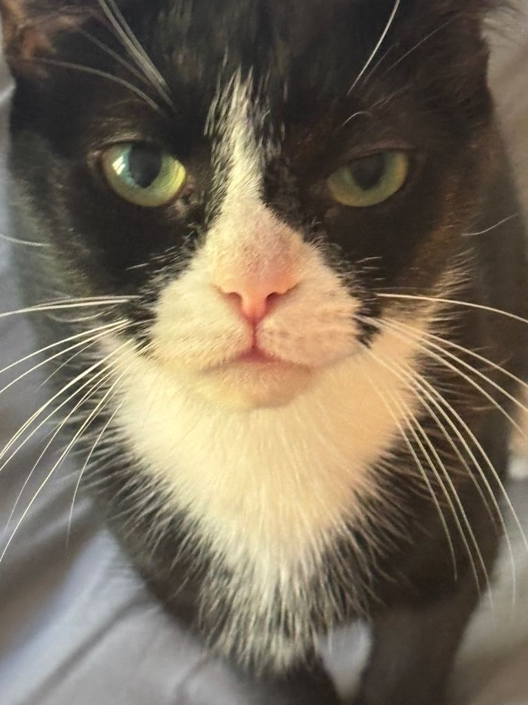 Two female house cats 4 years old