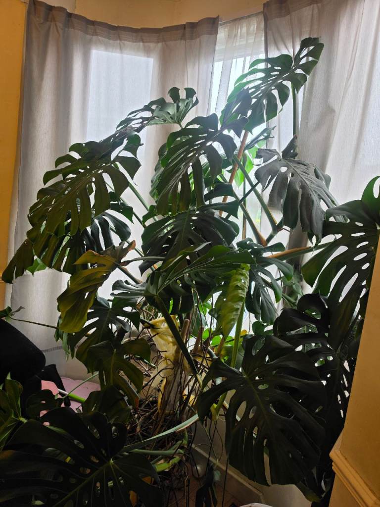 Large Monstera Deliciosa Plant – Healthy, Green Foliage