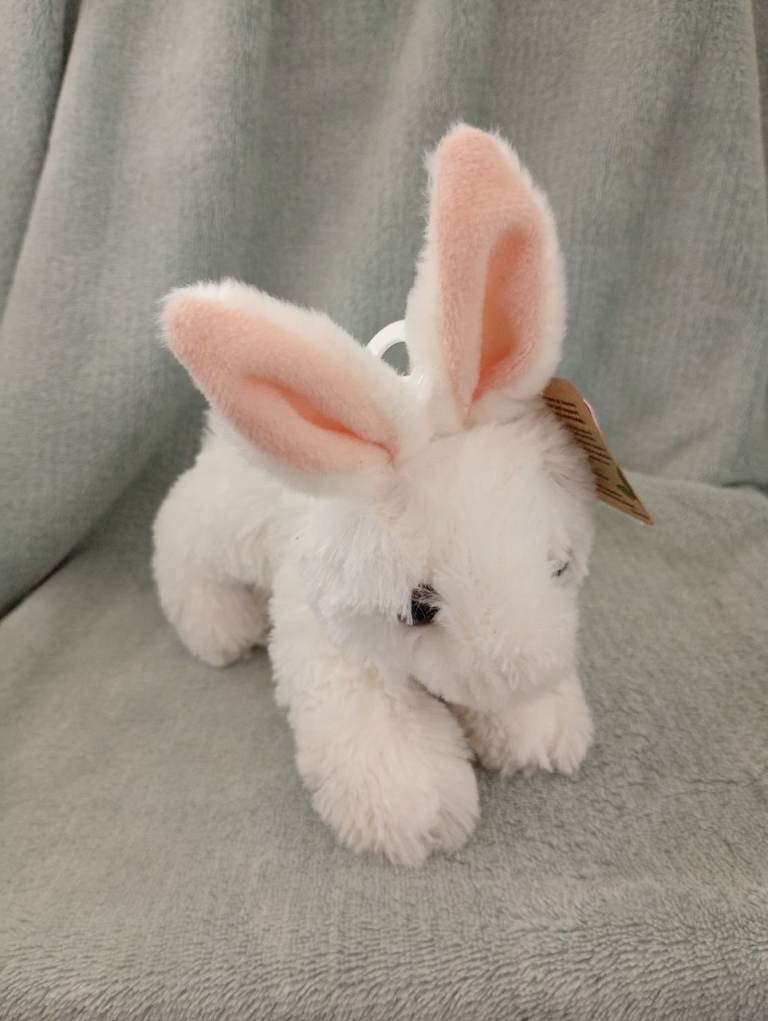 Small white bunny rabbit 