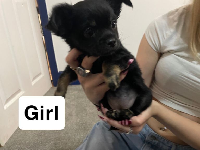 Ready to leave now 1 Black and Tan girl left