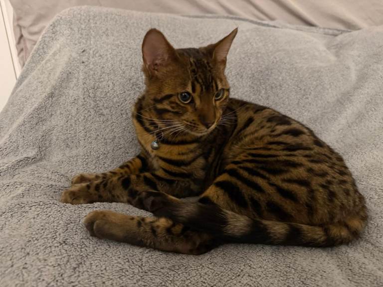 Male Bengal cat for sale