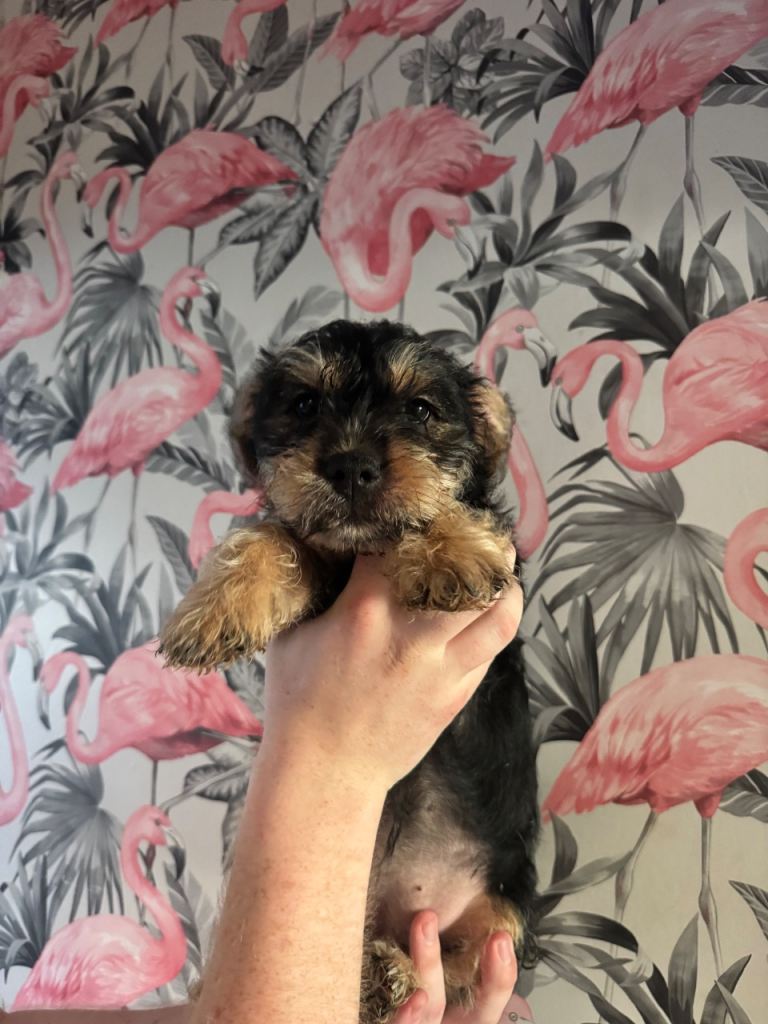 Beautiful yorkie X British Bulldog puppy (READY FOR THERE FOREVER HOME)
