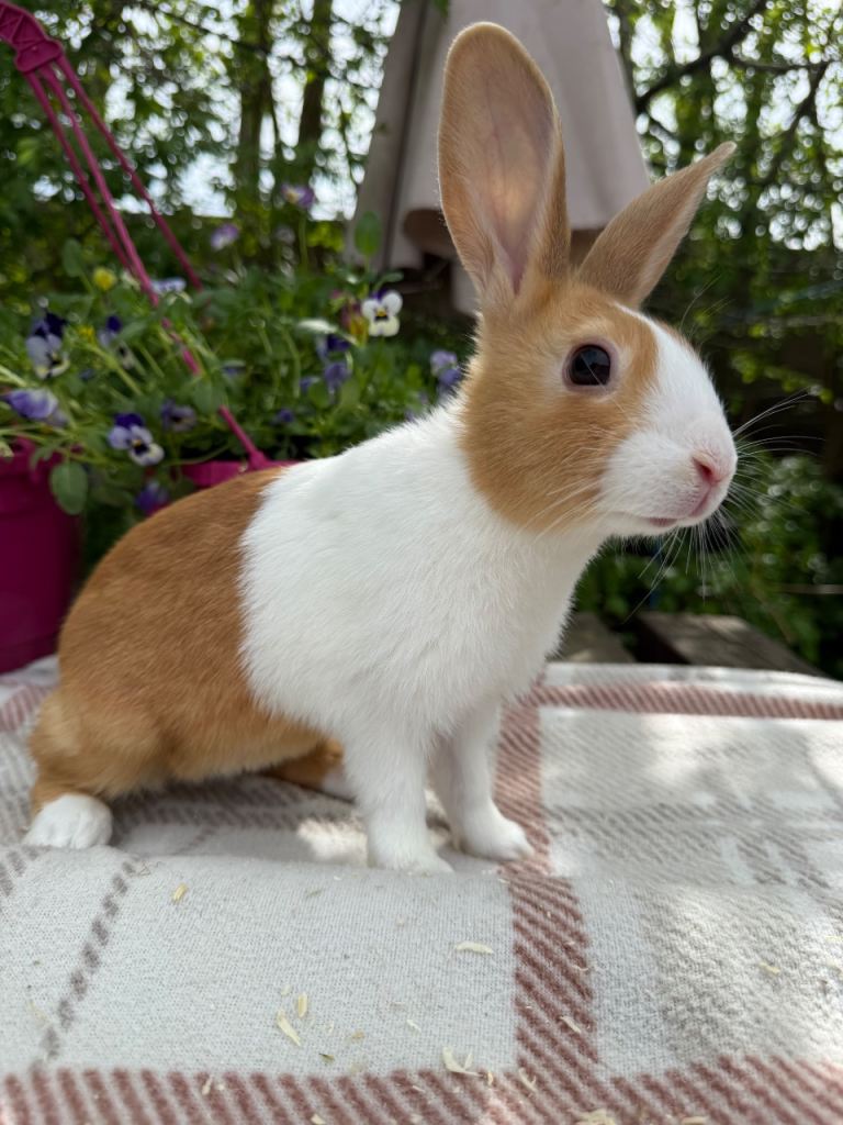 Gorgeous baby Dutch Rabbits