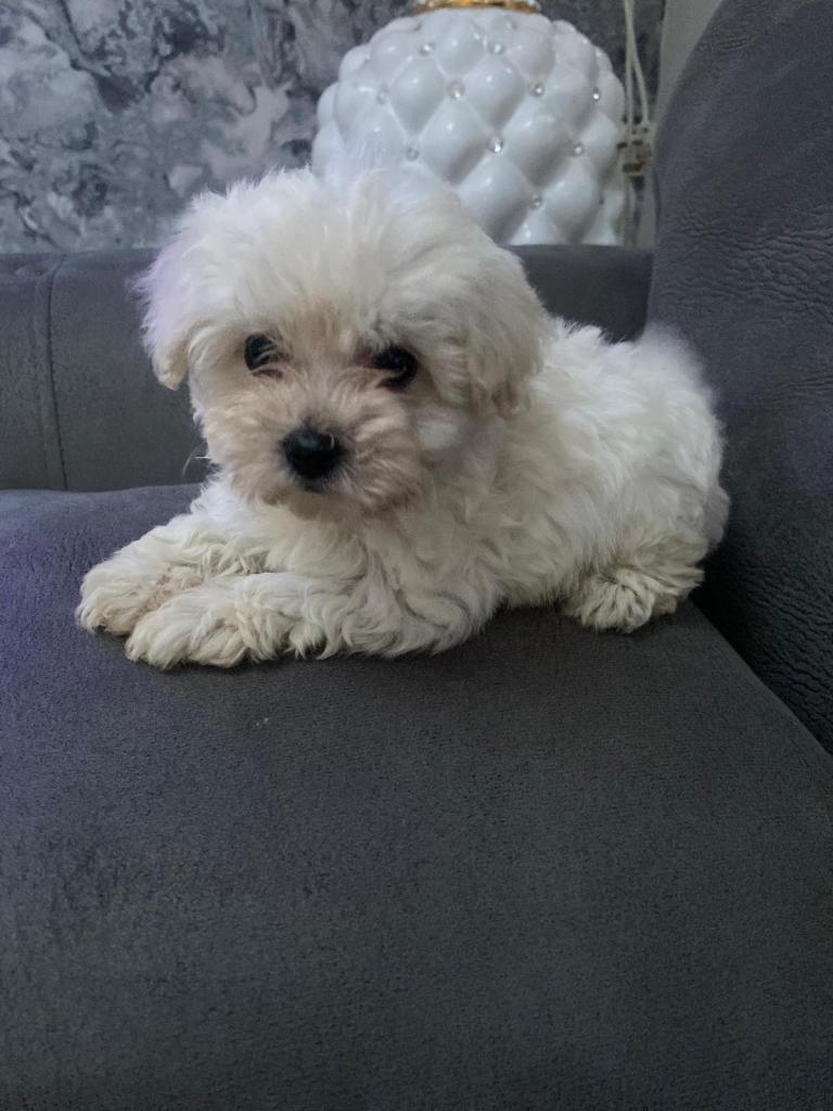 Multipoo puppies small