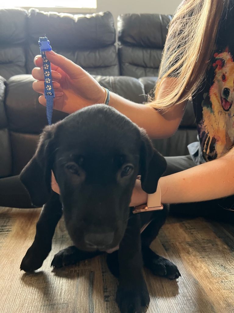 Kc pups ready for their new homes!  4 boys!