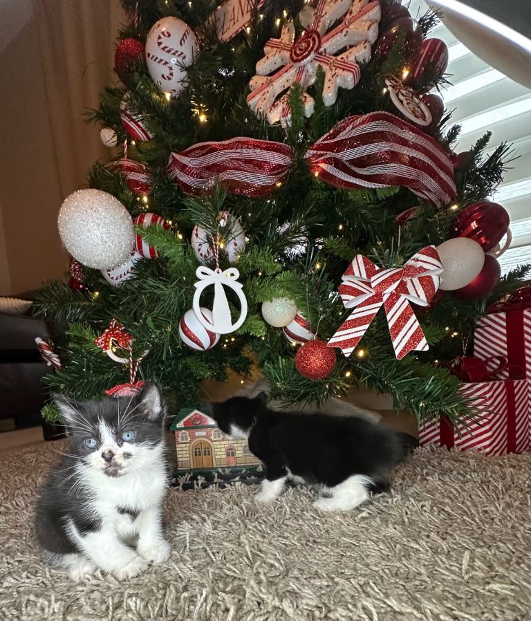 Beautiful kittens looking for there forever home 