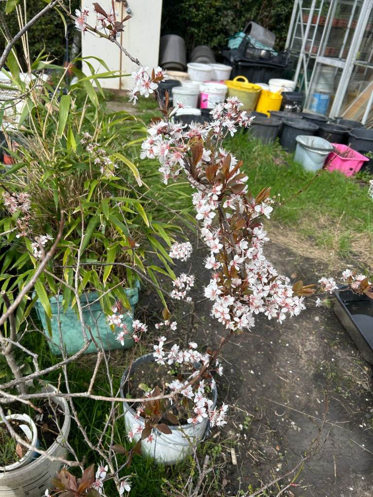 Purple leaf cherry blossom very sweet plum tree