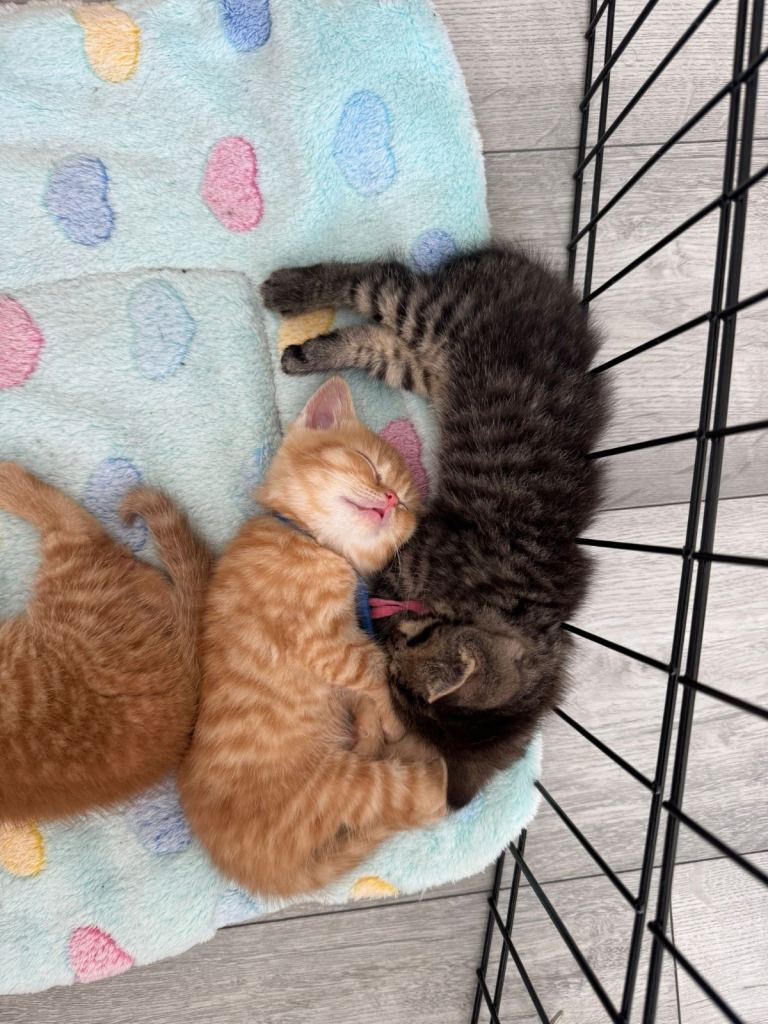 5 beautiful kittens 