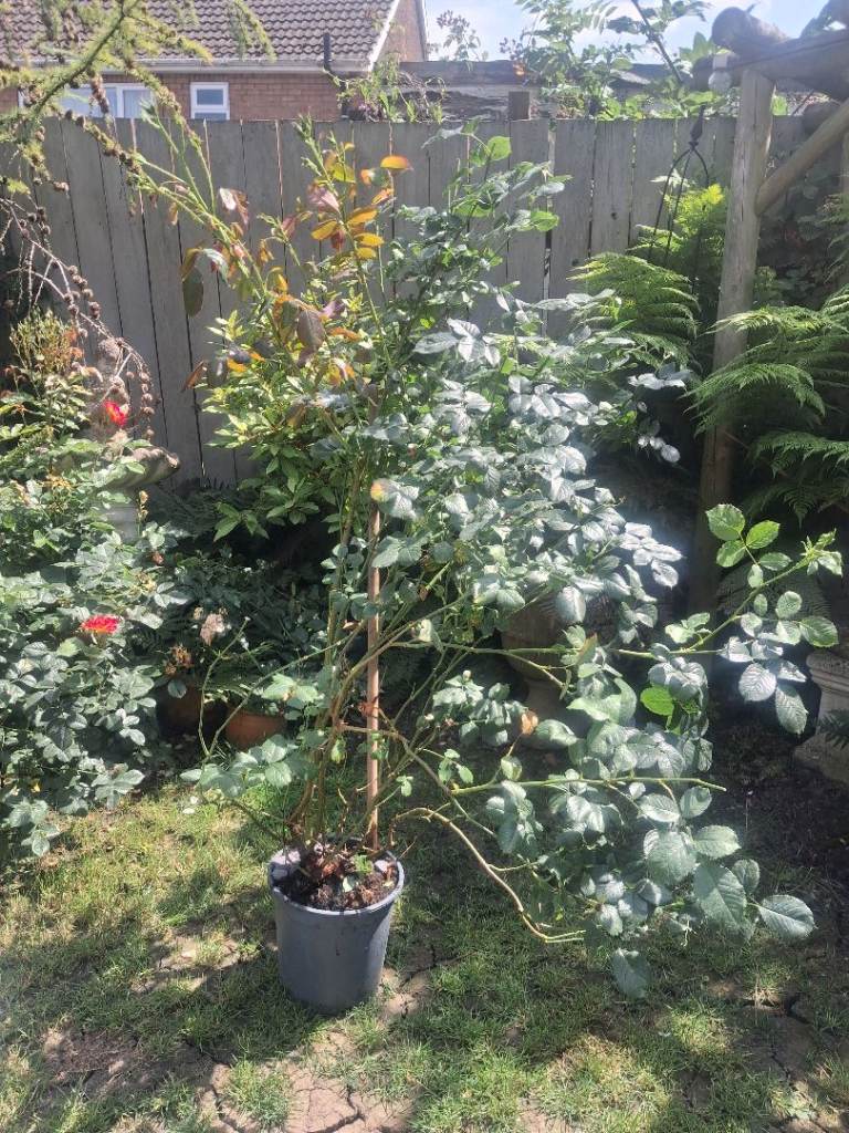 Garden absolutely huge over 5ft garden rose plant 