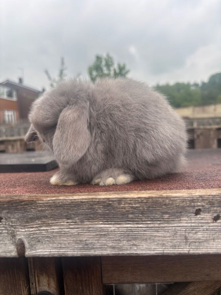 Mini lop rabbits 