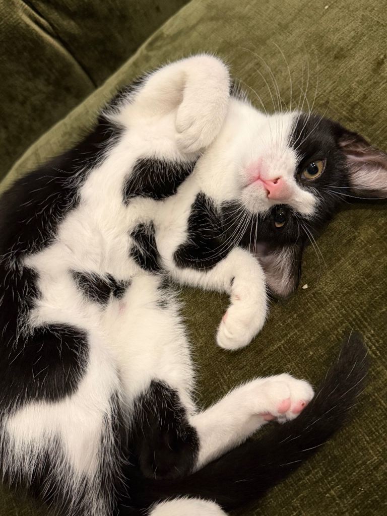 Adorable 15 Week Old Girl Kitten Playful & Litter Trained