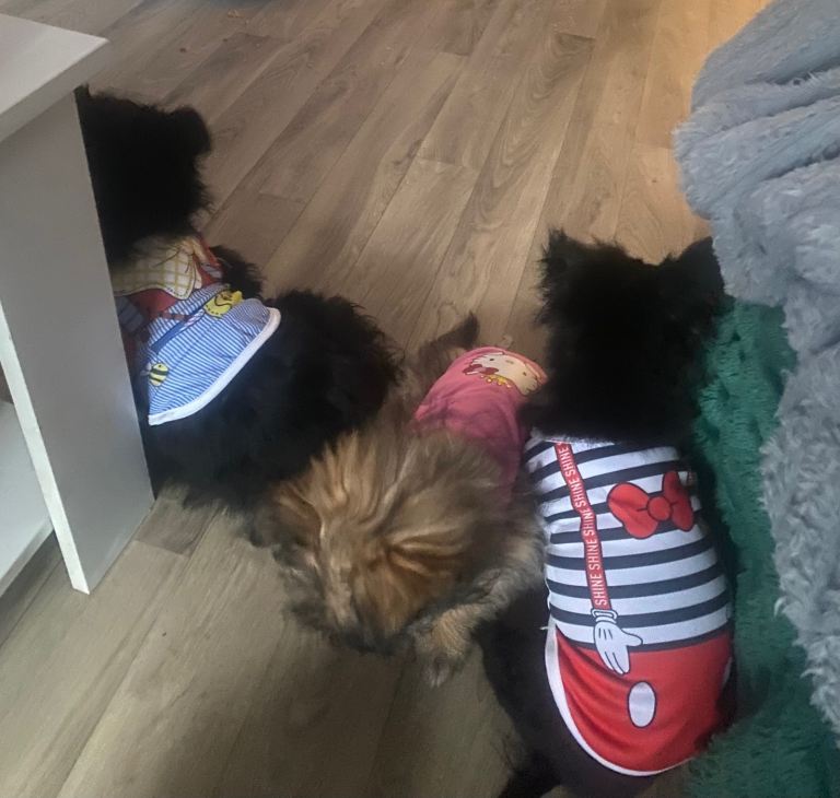 Adorable Maltipom puppies 