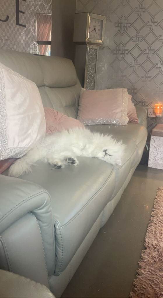 Persian cat for sale