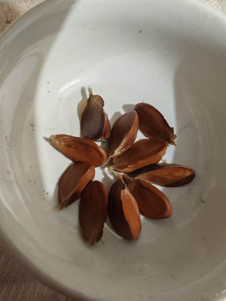 Beech tree nuts. Harvested last autumn