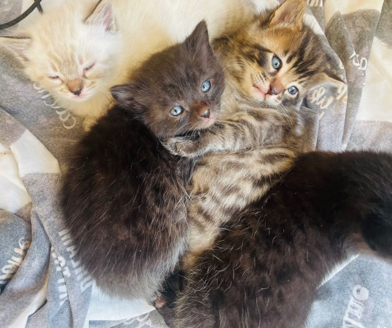 🌟 Rare Bengal Kittens – Black, Albino & Tiger – Ready Soon 🌟