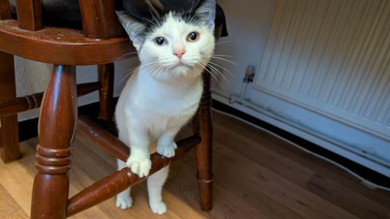 1 female kitten