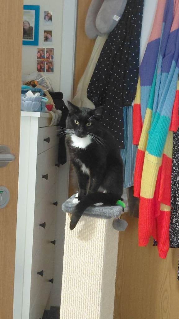 Rehoming tuxi boy cat