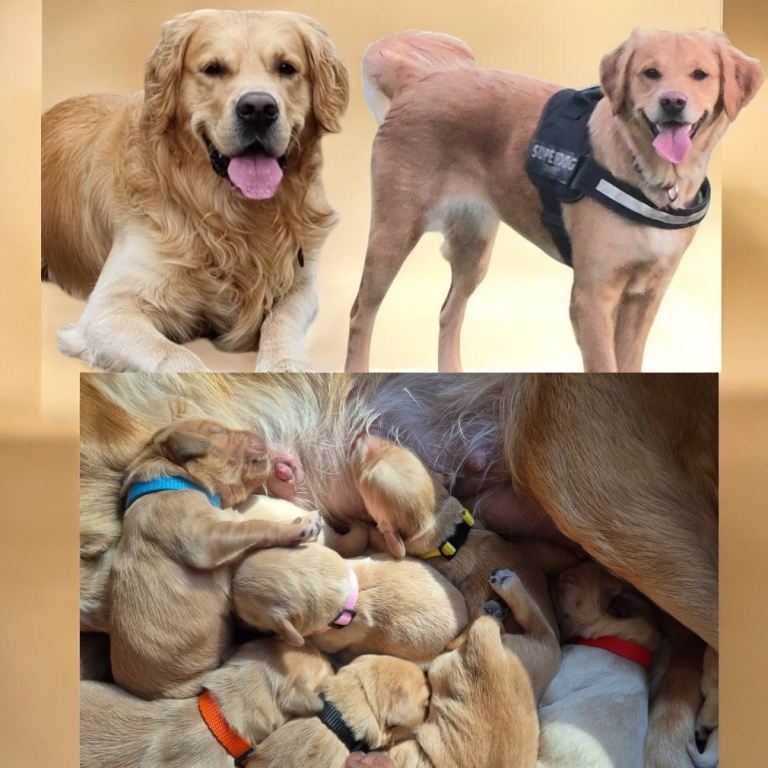 KC Registered Golden Retriever puppies