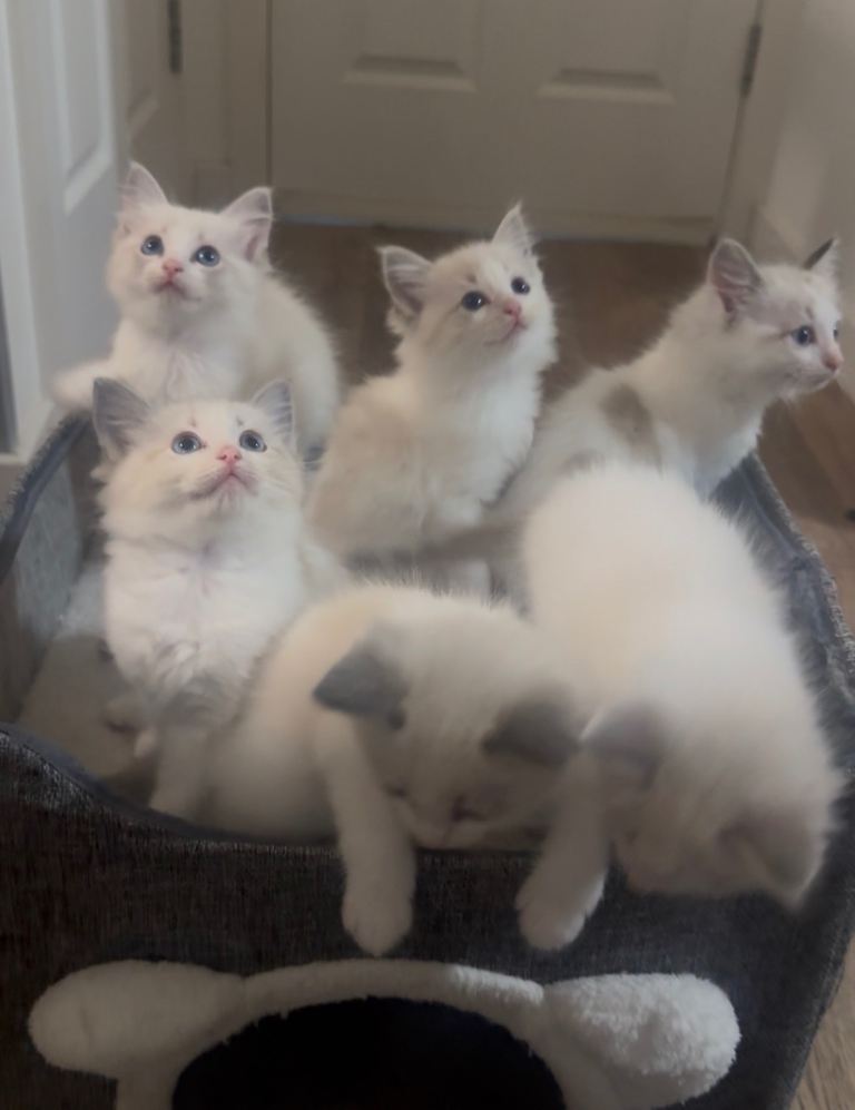Stunning Ragdoll Kittens