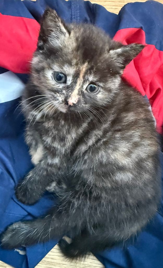 Beautiful tortoise kitten 