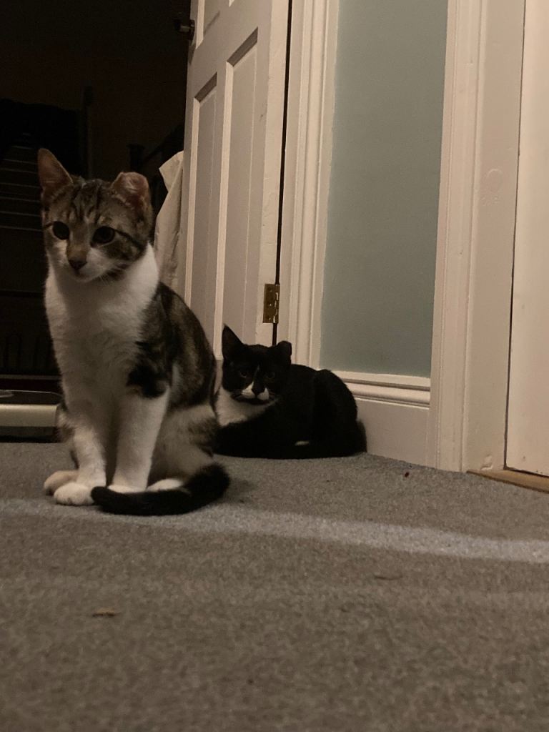 Kittens 4 months old. £5 to a good home 