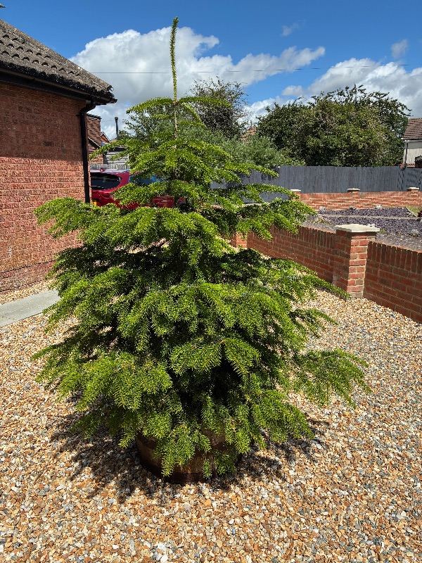 Real Christmas Tree - 7 ft tall - in half whiskey barrel