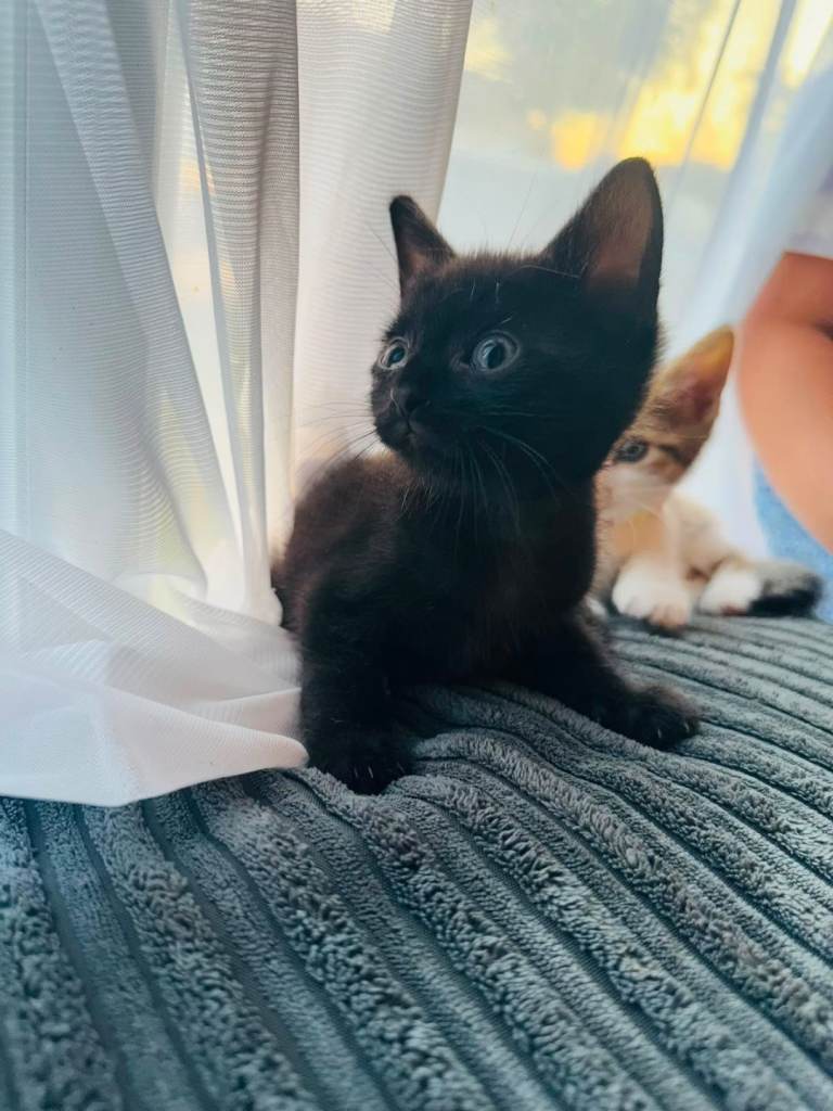 Kittens ready to go 