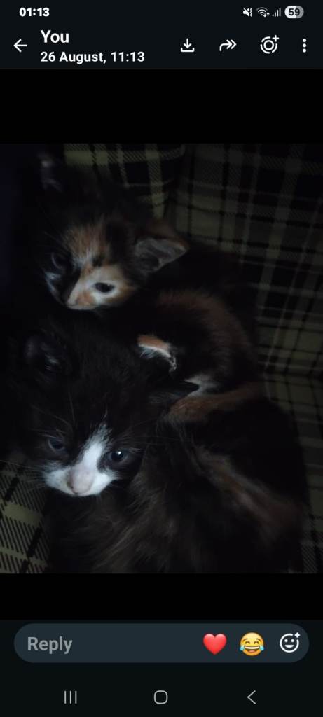 1 boy kitten left 