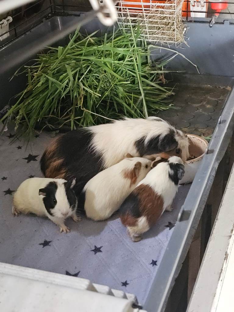 2 baby guniea pigs