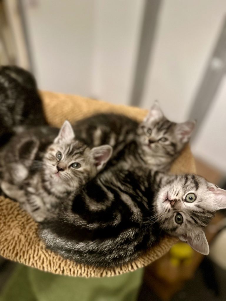 Beautiful Silver tabby BSH x exotic Persian/ BSH kittens ready 15/02 