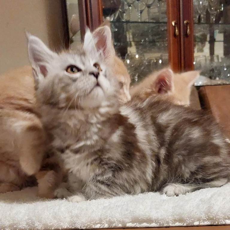 Beautiful  Maine Coon Kittens (TICA Registered) READY NOW