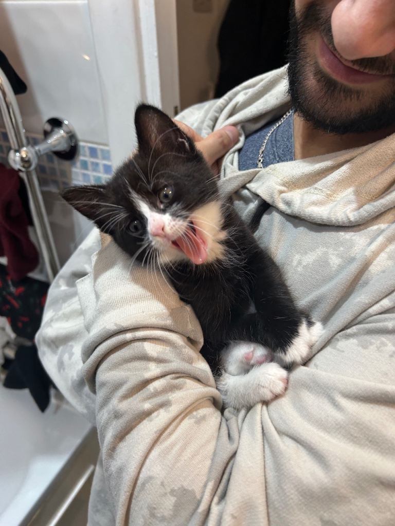 Super fluffy and loving male kitten