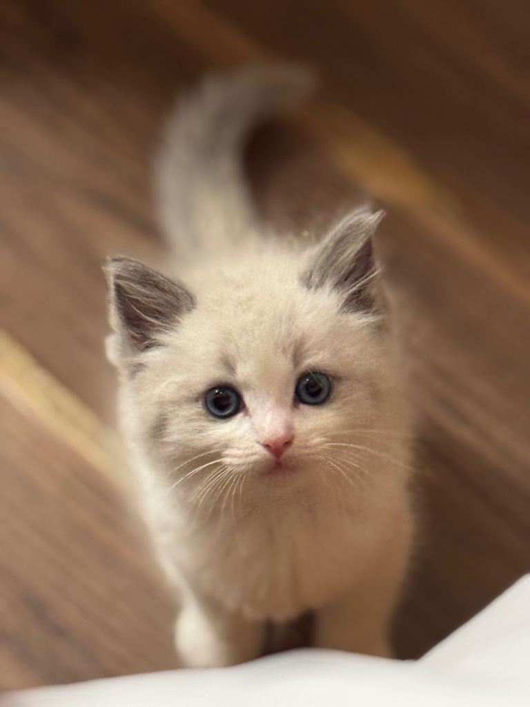 Ragdoll male kitten 