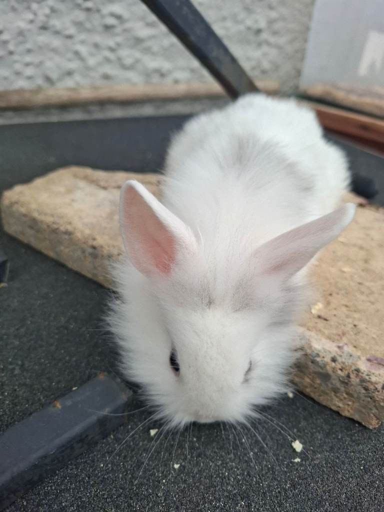 Baby rabbits