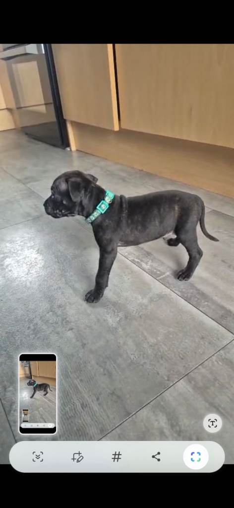 Staffy x 1 left boy out of 16 youtube sykes3man